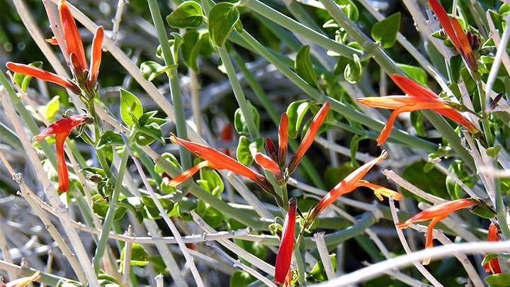 Chuparosa (Justicia californica) flowering in Anza Borrego State Park.