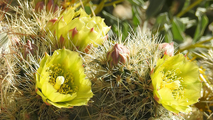 Cholla cactus blooming in Anza Borrego State Park. (Susanne Clara Bard)