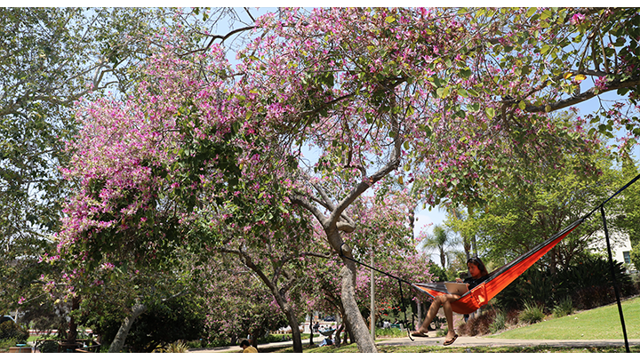 View of a bright, colorful tree in bloom near SDSU's Scripps Cottage pond.