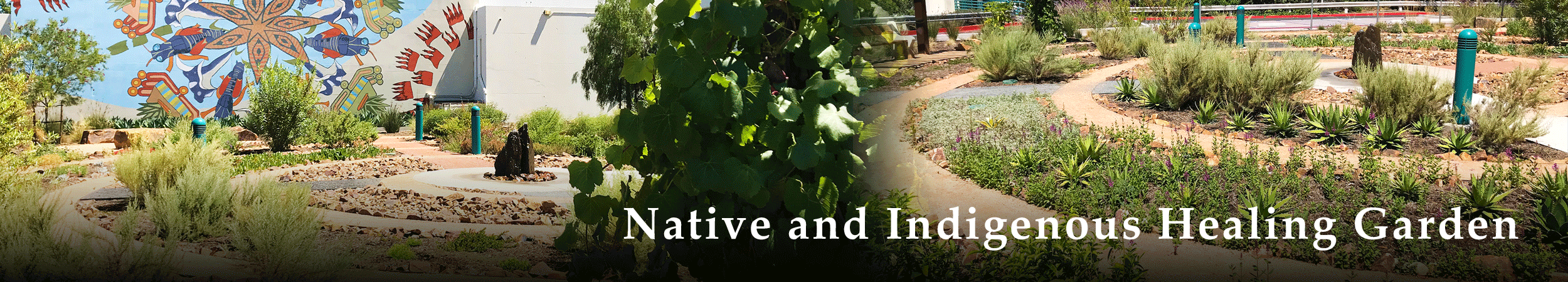 Native and Indigenous Healing Garden