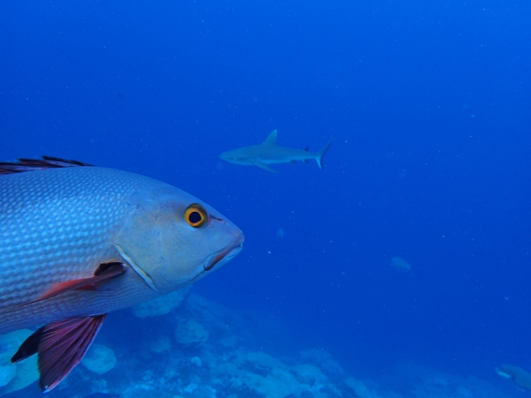 A large fish and a shark swim along a coral reef in the Line Islands south of Hawaii
