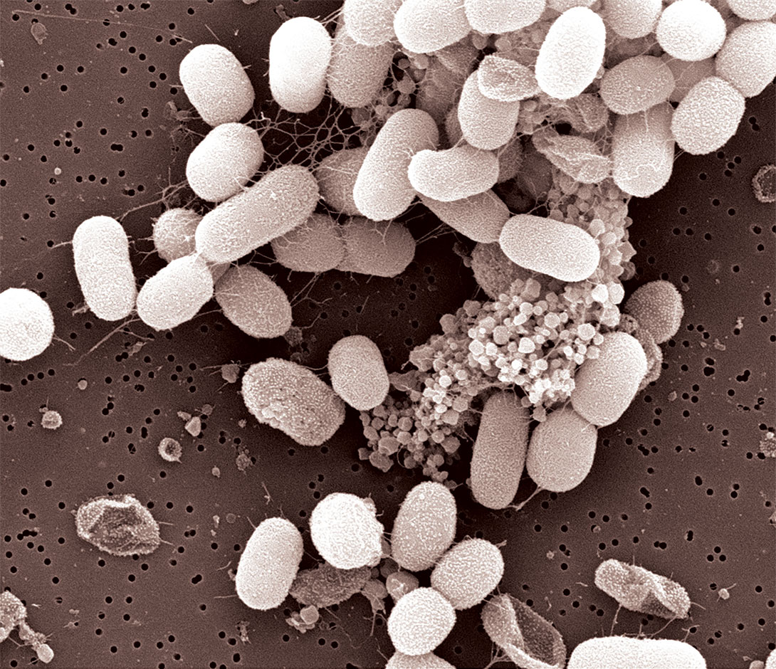 The bacterium Methylotuvimicrobium alcaliphilum 20ZR