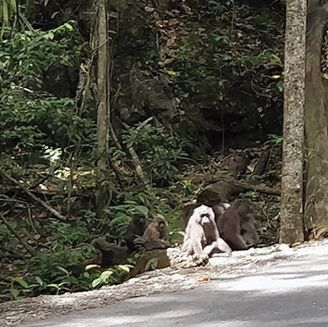 Moor Macaques