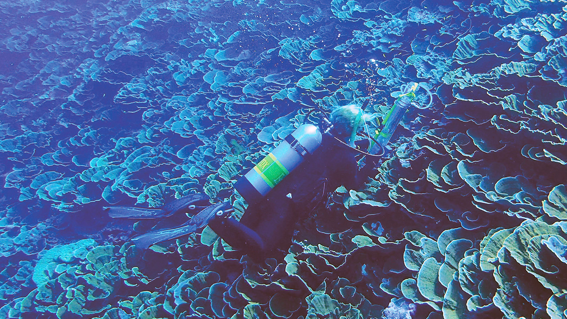 Coral reef