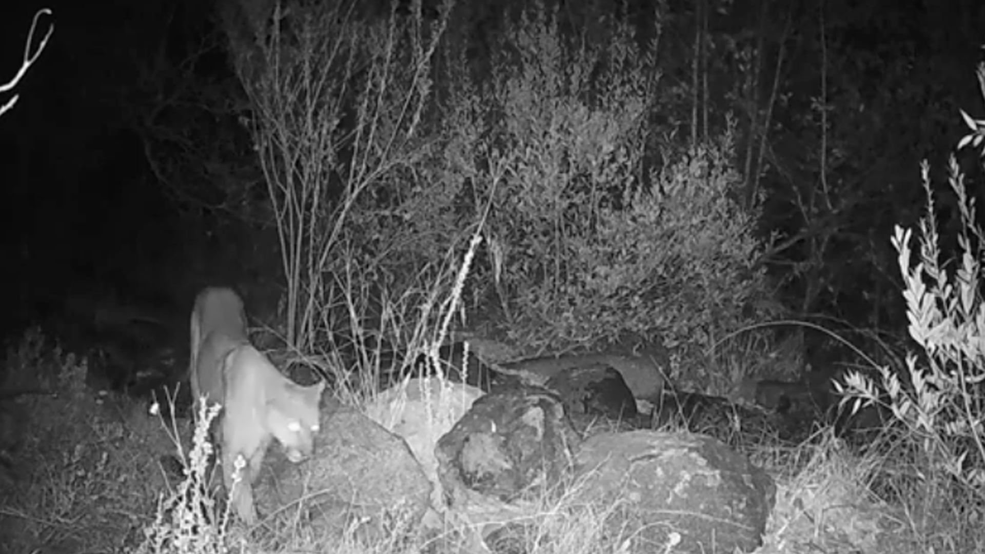 Surveillance still of a mountain lion 