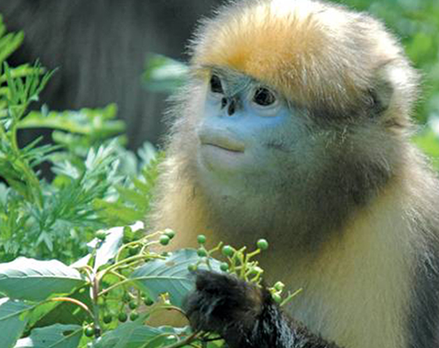 A Guizhou snub-nosed monkey in China's Fanjingshan National Nature Reserve. Photo courtesy of Xiaoping Lei