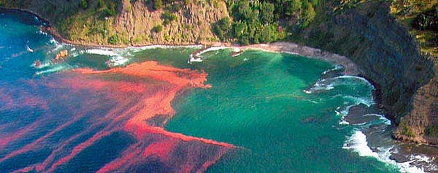 Research Uncovers One Possible Cause of Red Tides, News