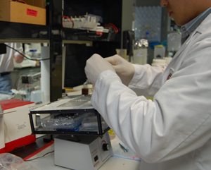 A researcher in the SDSU Bioscience Center prepares a sample.