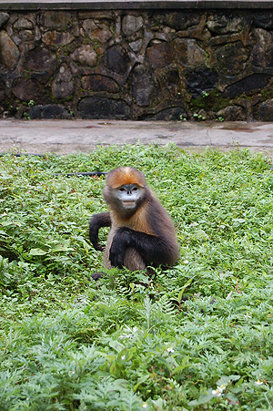 The Guizhou snub-nosed monkey was the focus of anthropology grad student Amanda Sheres' research.
