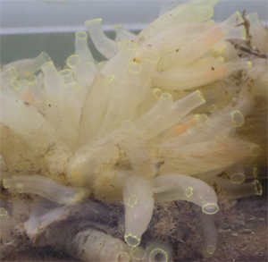 Sea squirt ciona intestinalis