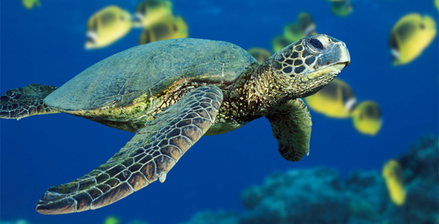 Green sea turtle
