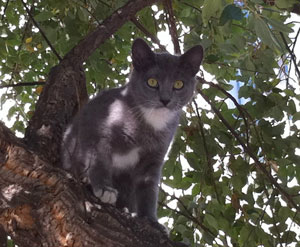 Thumper is one of the first cats John Denune rescued on campus.