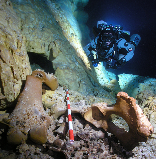The remains of a mastodon or extinct species of Late Pleistocene elephant in Hoyo Negro. Photo by Daniel Riordan-Araujo.