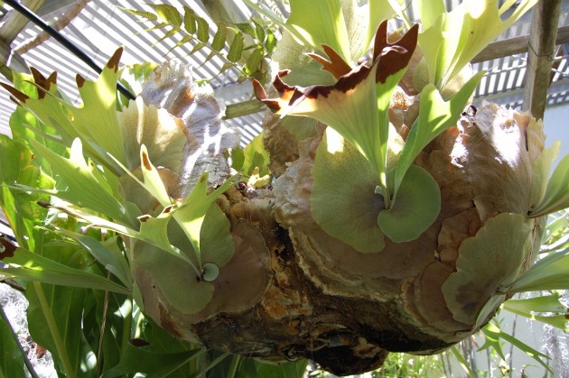 SDSU greenhouse offers wide variety of plants