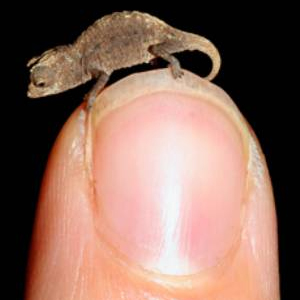 Brookesia micra chameleon perched upon a researcher's finger. (Photo courtesy of PLoS ONE)