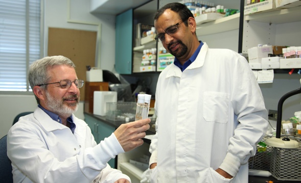 Professor Sanford Bernstein and Girish Melkani, a research assistant professor of biology work with fruit flies in their lab at SDSU.