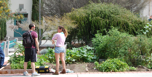 The garden is home to more than 15 different kinds of produce.