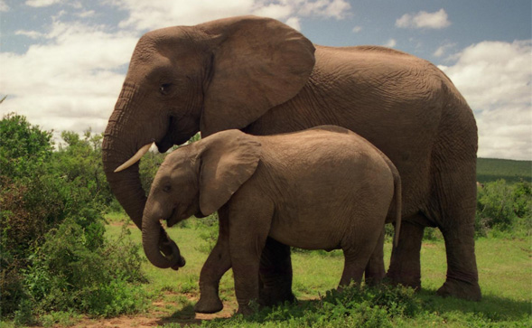 A pair of elephants in Addo Elephant National Park in the Eastern Cape.