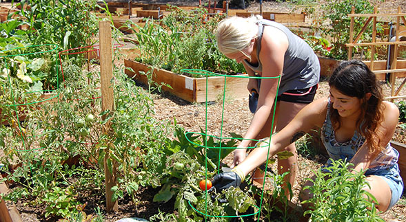 Green Love students tending the College Area Community Garden