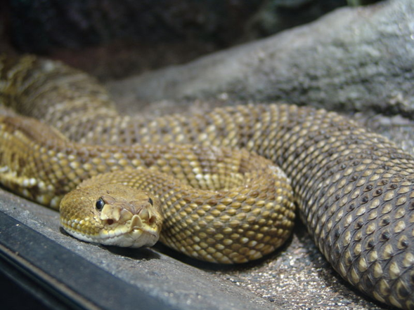 Humans evolved with a healthy fear of snakes, but those fears today are overblown in light of the minimal danger they actually pose to us. Photo from Wikimedia Commons/Danleo.