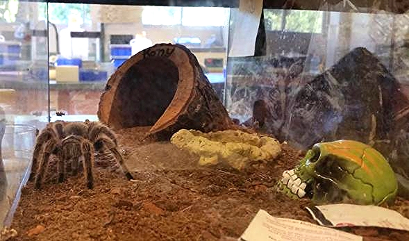 This pet tarantula lives in SDSU spider researcher Marshal Hedin's lab.