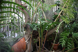An unruly fig tree