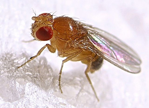 Fruit flies that had access to food for only 12 hours a day, as opposed to all day, had healthier hearts as they aged. (Credit: Encyclopedia of Life)