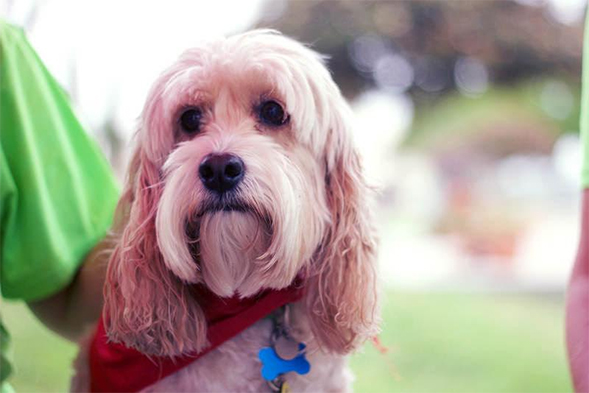 Baxter, the SDSU Counseling and Psychological Services therapy dog.