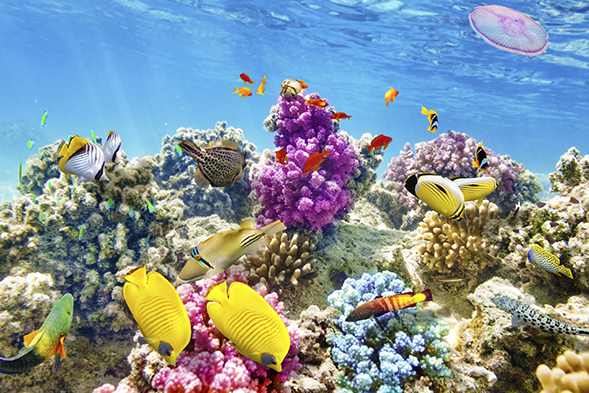 A coral reef photographed by Vitaly Edush.