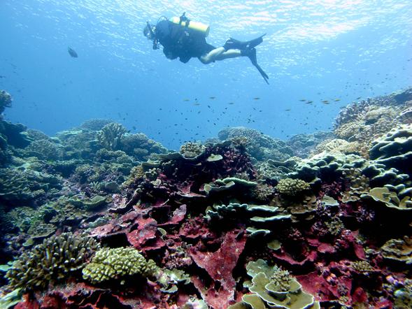 A diver swims in the reef off Millenium Island in the southern Line Islands. (Credit: Jennifer Smith)