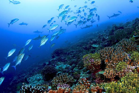 A healthy reef dominated by calcifying corals and coralline algae in the Southern Line Islands. (Credit: Brian Zgliczynski)