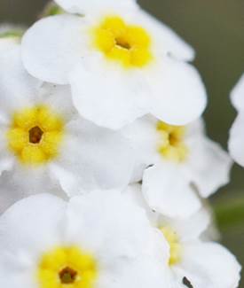 Popcorn Flowers