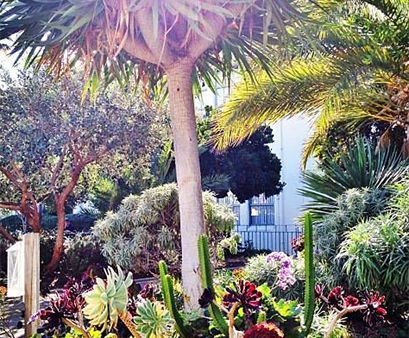The garden was started thanks to the efforts of three SDSU faculty members.