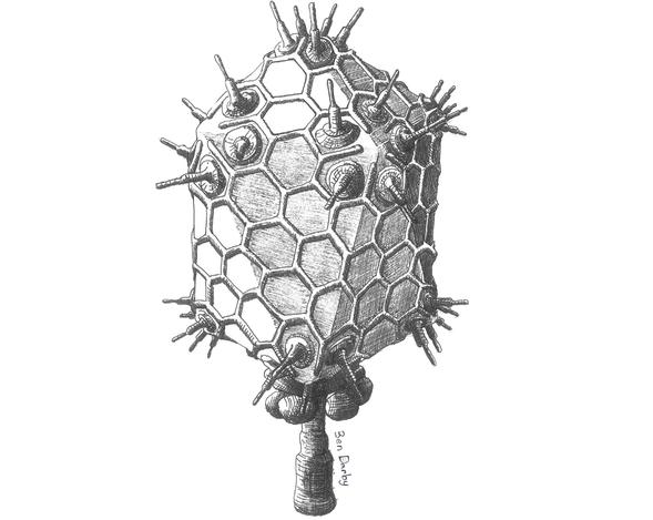 Bacillus bacteriophage PZA (Illustration: Ben Darby)
