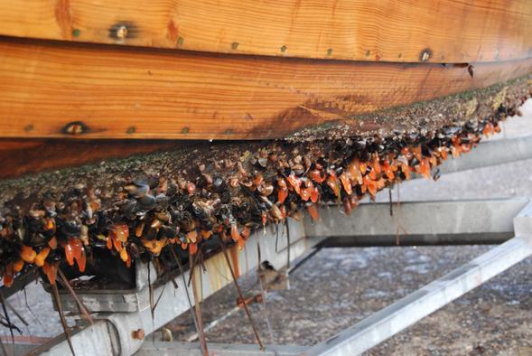 Biofouling along a boat's hull. (Credit: Wikimedia Commons/Dansker)