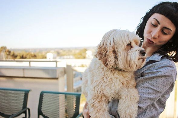 Baxter the therapy dog will be at the library to help students relieve stress. (Credit: SDSU Counseling &amp; Psychological Services)