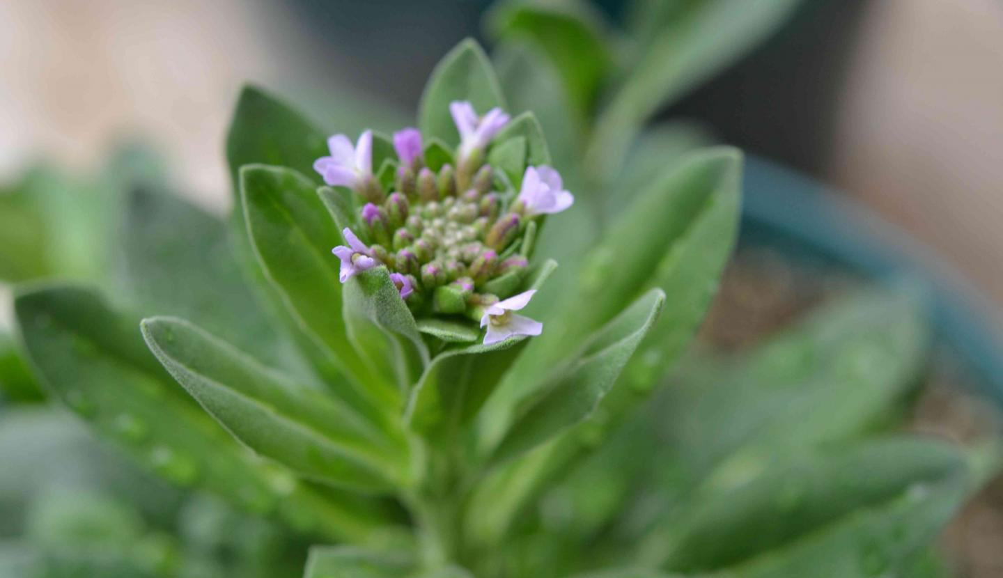 A flowering mustard plant in the Boechera genus. (Credit: Elizabeth Waters)