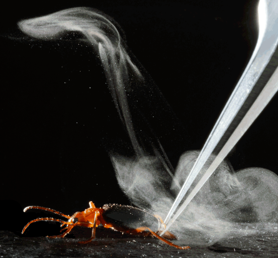 Brachinus elongatulus, more commonly known as the bombardier beetle (Credit: Tanya Renner/Moore Lab at the University of Arizona)