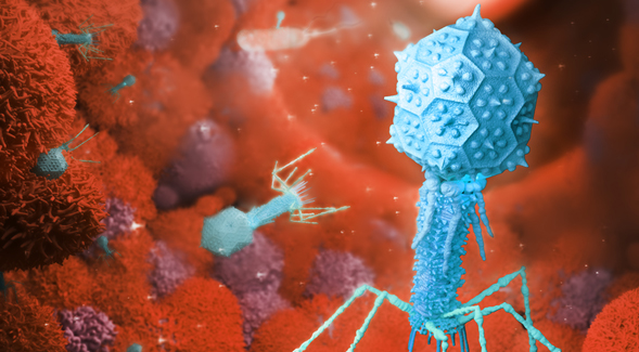 Bacterial virus, known as bacteriophage (Credit: TheBarrLab.org)