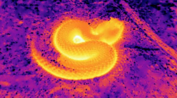 Infrared photograph of a rattlesnake. (Photo: Hannes Schraft)