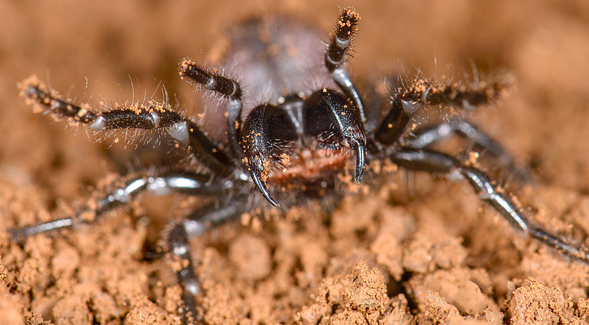 A species of Australian funnel-web spider. (Credit: Marshal Hedin)