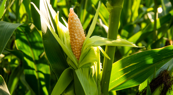 The new USDA grant will also expand research into sustainable farming practices.