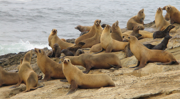 California sea lions (Credit: Mark Lowry)