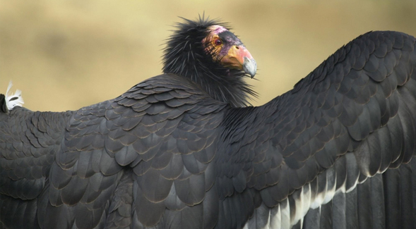 California condor