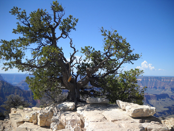 Pinyon pine