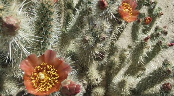A wolf's cholla blooms in the Anza-Borrego desert. (Credit: Tracie Hall/Wikimedia Commons)