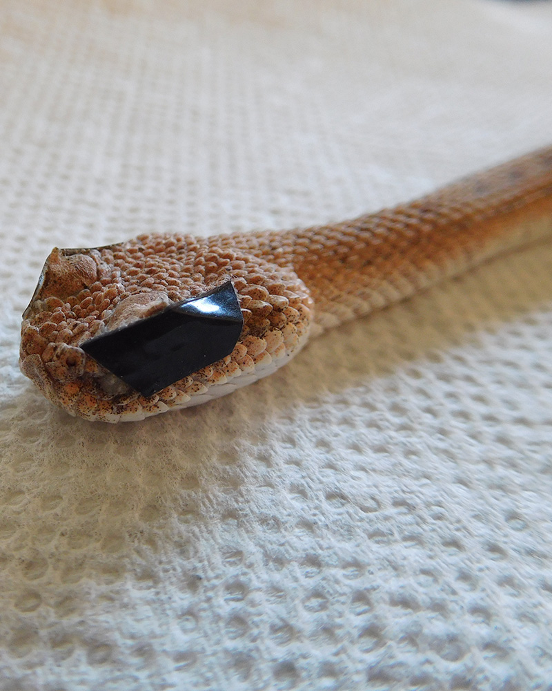 Blindfolded Snake