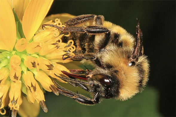 Bumble bees face different risks of disease transmission depending on which flowers they visit.