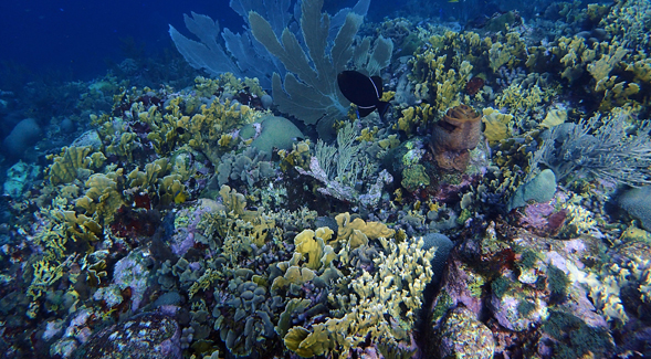 SDSU ecologists founds that overfishing hurts corals, by allowing algae to crowd out corals and altering the microbiome much like gut bacteria alter human health. Photo: Ty Roach for SDSU