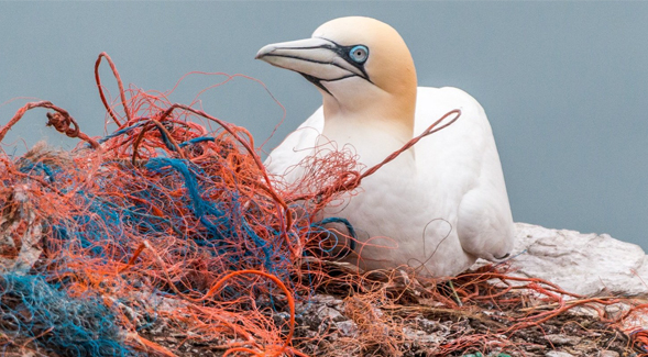 A report by leading environmental scientists urges California to act to protect the marine ecosystem against microplastic pollution.